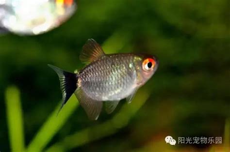 那種魚最好養|小型魚缸適合養的十種魚